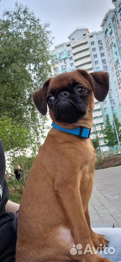 Пти брабансон