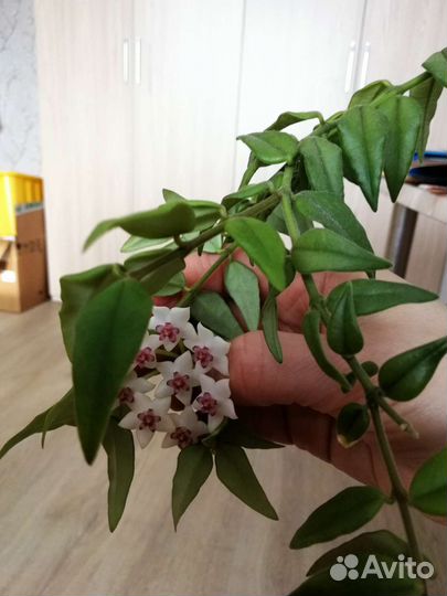 Продаю черенки хойи