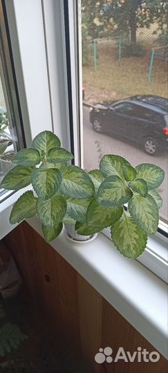 Комнатные Растения