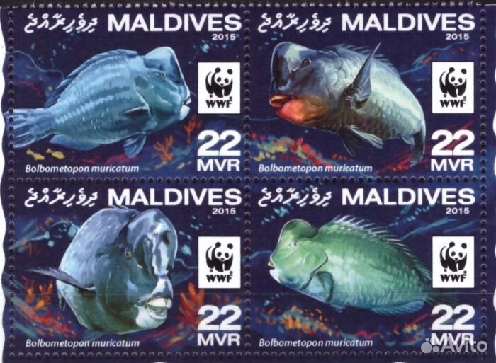 Мальдивы, 2015. Морская фауна