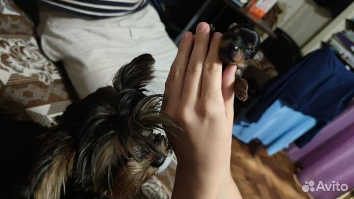 Собаки щенки