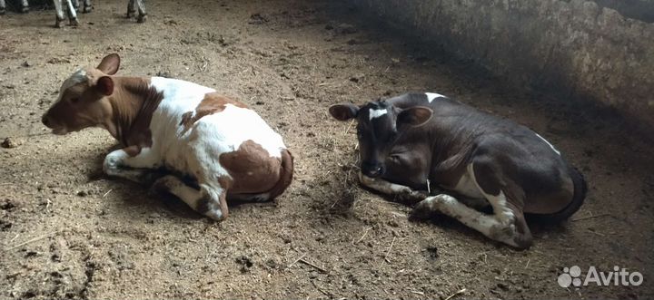 Бычки и телята