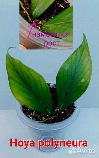 Укоренённые черенки хой