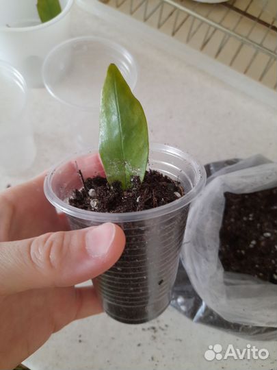 Замиокулькас комнатные растения