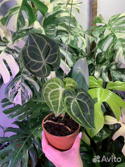 Антуриум кларинервиум