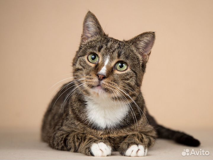 Очень ласковый котик Зяблик