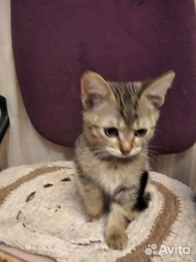 Котята бесплатно