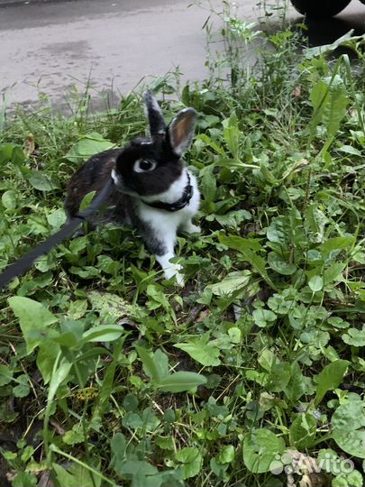 Кролик в добрые руки