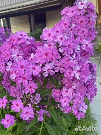 Флоксы многолетние