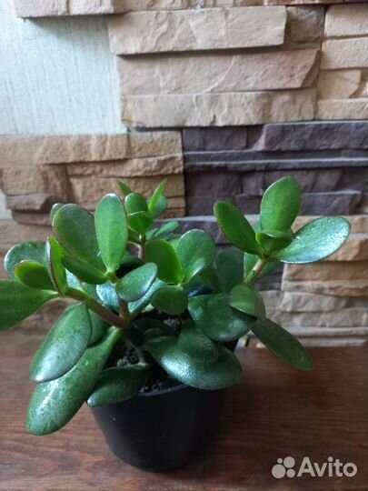 Толстянка(денежное дерево,крассула).Хатиора