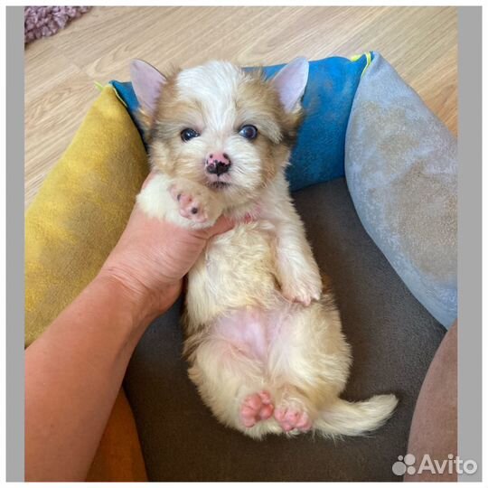 Бивер с голубыми глазами