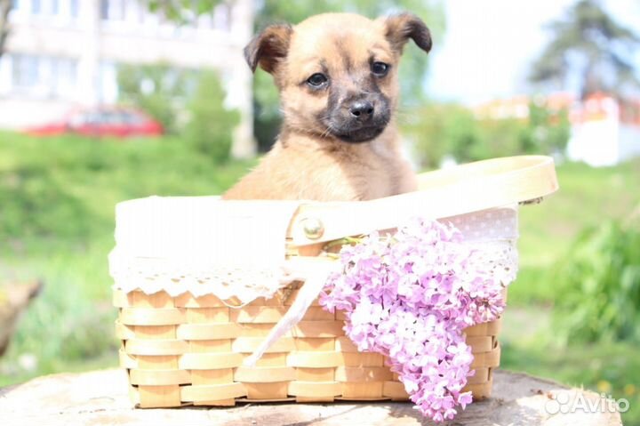 Щенок метис маленькой собачки в дар