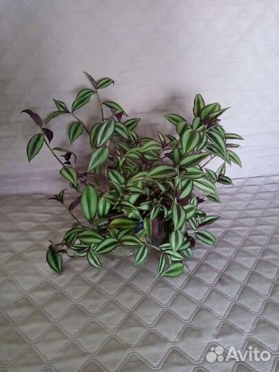 Традесканция зебрина