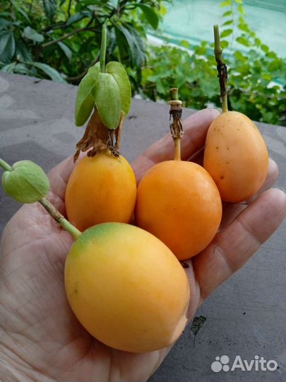 Семена пасифлёры