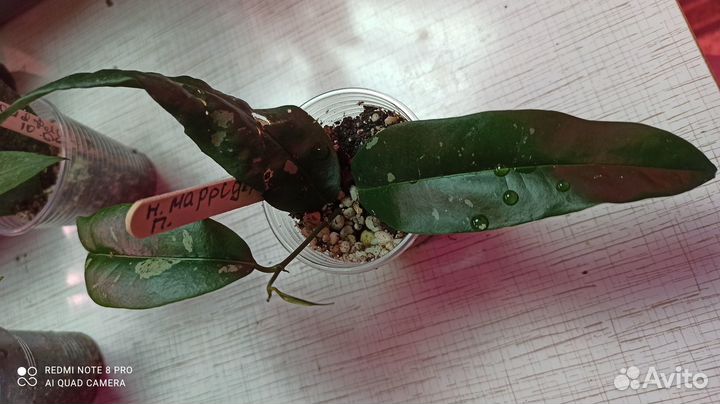 Редкие хойи.Hoya ovalifolia хойя овалифолия