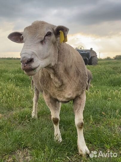 Тексель ташлинские овцы ярки