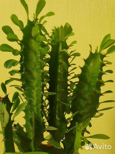 Кактус.Молочай трехгранный