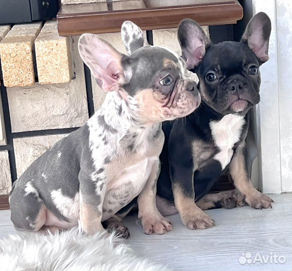 Две девочки