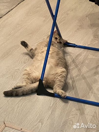 Британские кошки