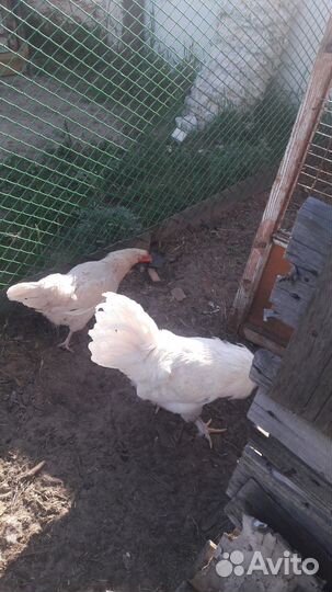 Петухи домашние