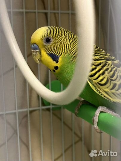 Волнистый попугай