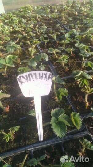 Клубника рассада