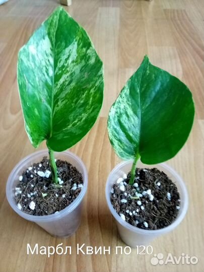 Сциндапсусы, эпипремнумы часть 1