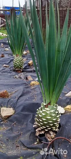 Юкка не нитчатая