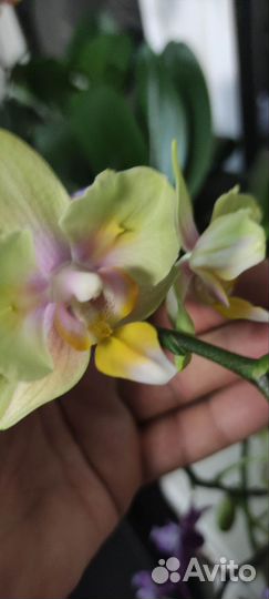 Орхидея фаленопсис бабочка