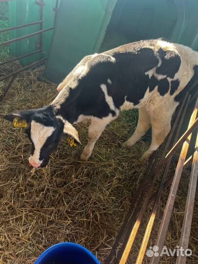 Отменные телята бычки с доставкой на транспорте