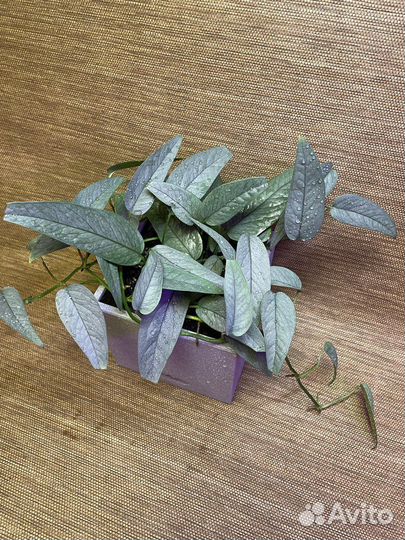 Epipremnum Cebu Blue