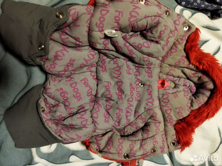 Костюм для маленькой собачки