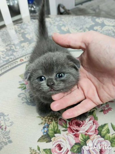 Шотландские вислоухие котята