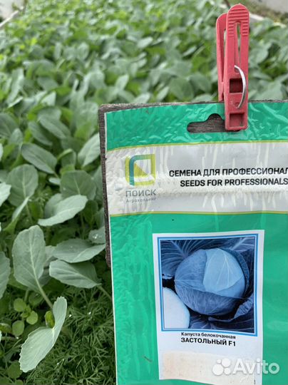 Рассада капусты мегатонн застольная слава