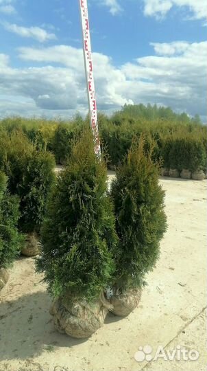 Туя Смарагд 100-120см