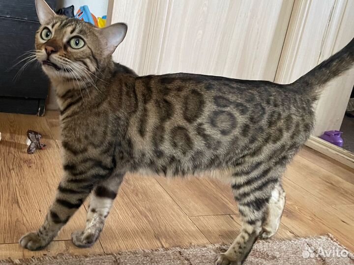 Бенгальская кошка бесплатно