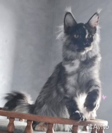 Дымная черепаховая девочка Мейн кун