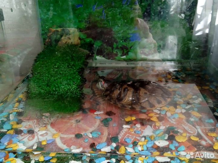 Красноухая Черепашка с аквариумом