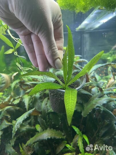 Аквариумные растения