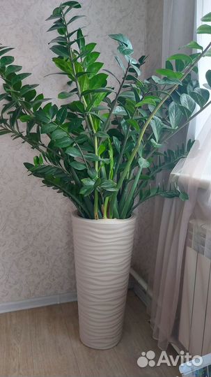 Замиокулькас