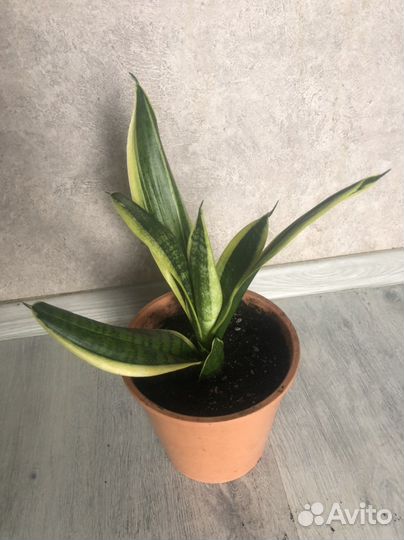 Сансевиерия трёхполосная (тёщин язык, щучий хвост)