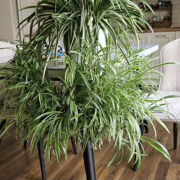 Хлорофитум