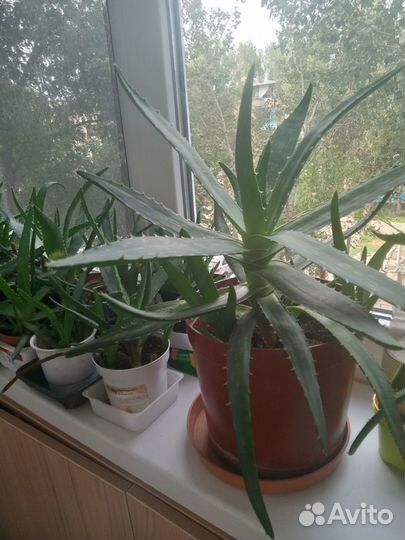 Алоэ Вера лечебный