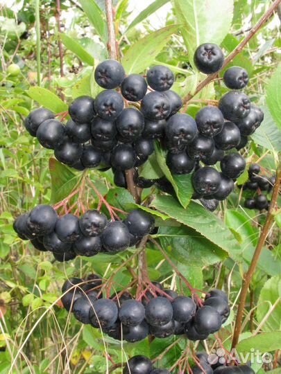 Черноплодная рябина