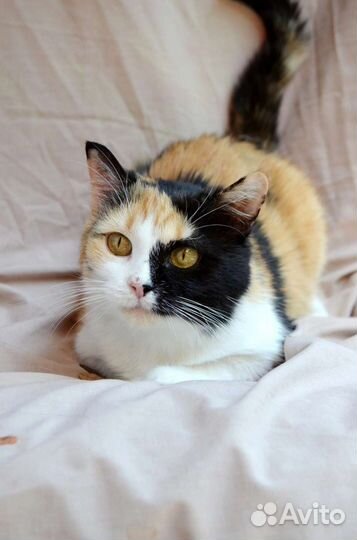 Кошка ищет дом