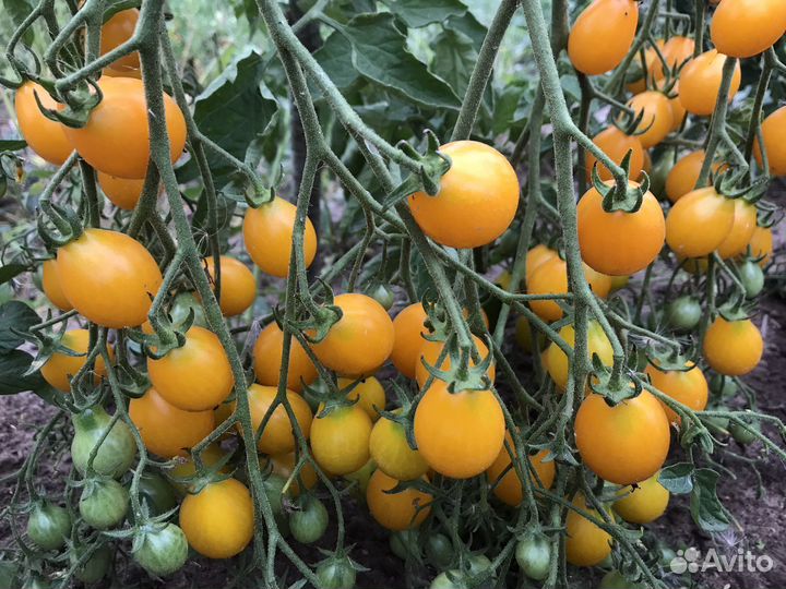 Семена коллекционных томатов. Рассада