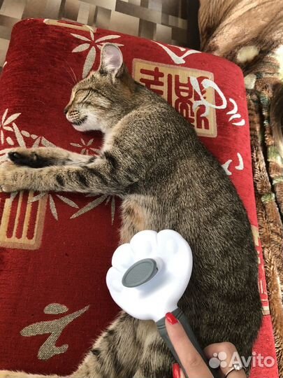Кошка в дар бесплатно