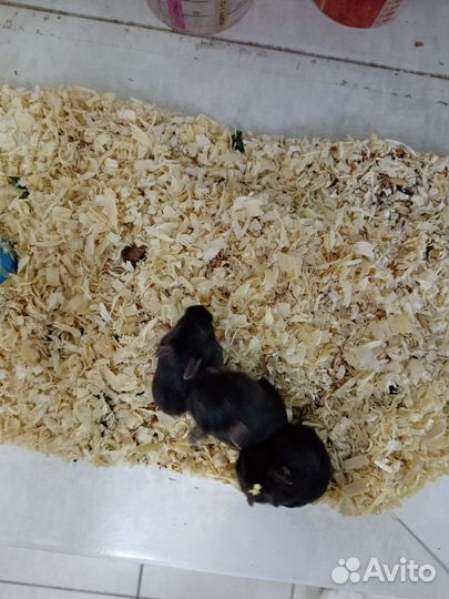 Хомяки джунгарские
