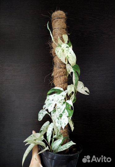 Эпипремнум вайт марбл
