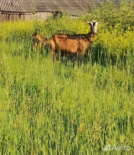 Продам дойных коз